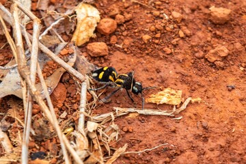 Witch ant or velvet ant Symutilla occidentalis, despite looking like ants, they are wingless wasps with a very painful sting.