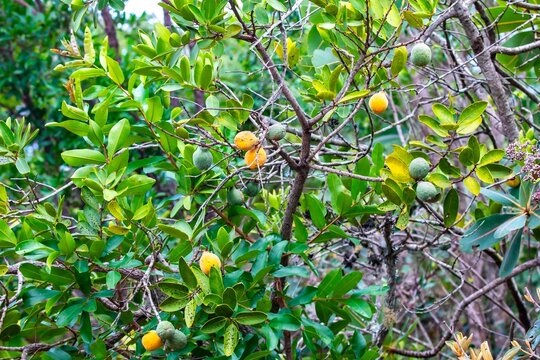 Wild fruits of the Cerrado bacupari, or bacupariz&atilde;o, Garcinia gardneriana, Tontelea micrantha, Capiru&ccedil;u. Edible and very tasty fruit. Exotic fruit