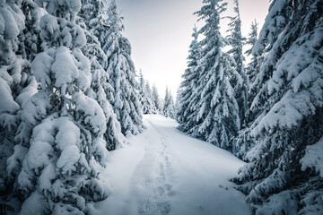 Serene forest scene showcases a snow-covered path surrounded by tall evergreen trees covered in heavy snow, create a cozy atmosphere. Photo wallpapers. Beauty of earth.