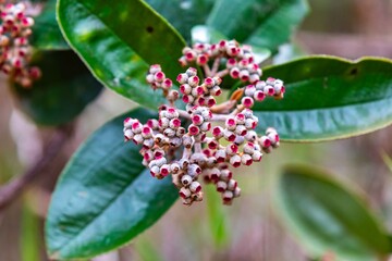 Pixirica fruits, Miconia theizans, genus Miconia, Miconia elegans, quaresmeira, vibrant berries and green foliage in natural light, Brazilian Cerrado biome