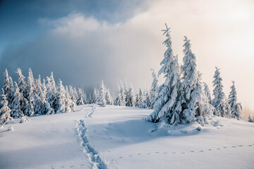 Charming snow-covered pine trees blanketed in fluffy white snow after a heavy snowfall. Merry Christmas and Happy new year.