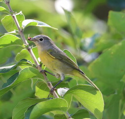 Close-up of Nashville Warbler with insect.