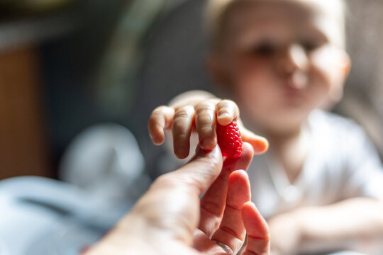 A baby eagerly reaches for a fresh raspberry held by an adult hand. The child's expression reflects curiosity and excitement, highlighting a tender moment of discovery and connection.