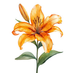 watercolor of Flame Lily Flower, vector, isolated on a white background.