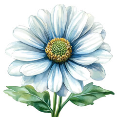 Felicia Flower, clipart vector in watercolor style with flowing brushwork, isolated on a white background.