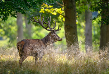 Fototapeta premium Deer male buck ( Cervus elaphus ) during rut