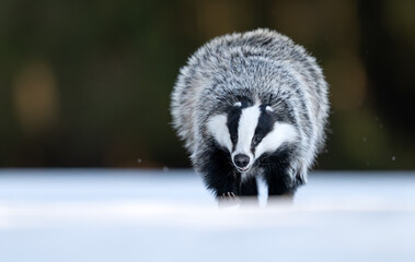 Fototapeta premium Badger close up ( Meles meles )