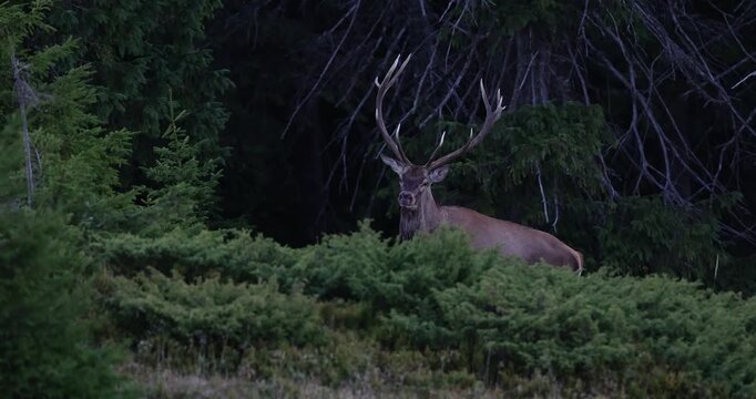 4K movie of  large male of stag stay at the edge of large spruce forest in autumn after sunset during ruting season. Photographed after sunset in low natural light and high ISO.