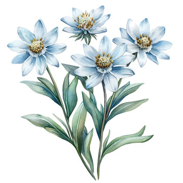 Edelweiss Flower, clipart vector in watercolor style with flowing brushwork, isolated on a white background.
