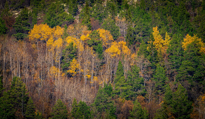 Vibrant autumn birch and pine forest in Rondane Norway