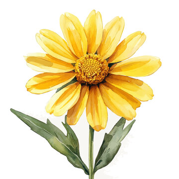 Doronicum Flower, clipart watercolor vector with vivid accents and harmonious tones, isolated on a white background.