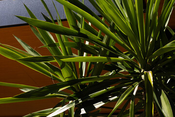 Closeup palm trees on a beautiful sunny day. Tropical city view