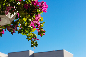 Catharanthus or Madagascar Periwinkle flowers in a pot, on blue sky background with copyspace