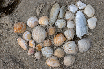 Muscheln am Nordsee Strand