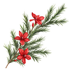 Cypress Vine Flower, clipart watercolor vector with gentle, isolated on a white background.