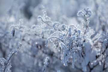 Frosted branches of wild shrubs in a winter landscape on a winter day, natural background or wallpaper with a nature motif