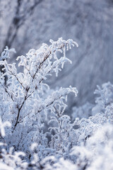 Frosted branches of wild shrubs in a winter landscape on a winter day, natural background or wallpaper with a nature motif