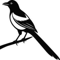 Magpie silhouette vector perched on branch with long flowing tail