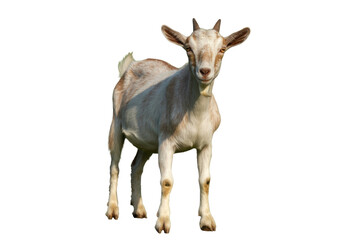 Obraz premium A young, curious goat with light brown and white fur, small horns, and a beard, standing and looking forward. background removed