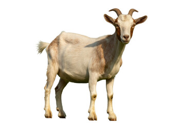 Fototapeta premium A standing light brown and white goat with horns, looking directly forward. This isolated animal cutout is ready for design. background removed