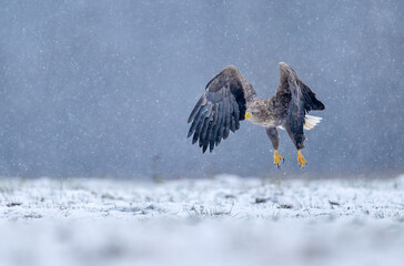 Fototapeta premium Sea eagle or white tailed eagle ( Haliaeetus albicilla)