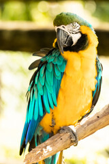 blue and yellow macaw at the zoo