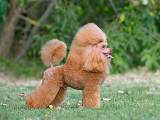 Side view of standing red toy poodle