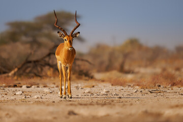 Black-faced impala Aepyceros melampus petersi is larger and darker subspecies of Impala or rooibok, medium-sized, slender-bodied antelope walk and drink around the water hole in dry savannah in Africa