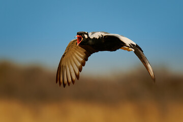 Flying Northern Black korhaan Afrotis afraoides also White-quilled bustard, singing ground bird in Otididae widely distributed in Southern Africa in open grassland and scrub. Big bird in flight.
