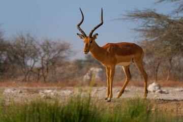 Black-faced impala Aepyceros melampus petersi is larger and darker subspecies of Impala or rooibok, medium-sized, slender-bodied antelope walk and drink around the water hole in dry savannah in Africa