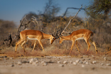 Duel, Black-faced impala Aepyceros melampus petersi is larger and darker subspecies of Impala or rooibok, medium-sized, slender-bodied antelopes fighting in dry savannah in Africa