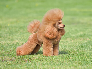 Apricot show class toy poodle standing on green grass