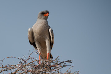 Pale chanting goshawk Melierax canorus, grey bird of prey in Accipitridae, breeds in southern Africa in dry open semi-desert, raptor sitting on the tree next to the road in Namibia