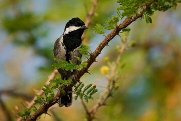 Ashy tit - Melaniparus cinerascens bird in Paridae found in Angola, Botswana, Namibia, South Africa and Zimbabwe in subtropical or tropical dry forests and savanna, Black and white and grey tit
