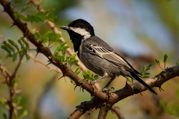 Ashy tit - Melaniparus cinerascens bird in Paridae found in Angola, Botswana, Namibia, South Africa and Zimbabwe in subtropical or tropical dry forests and savanna, Black and white and grey tit
