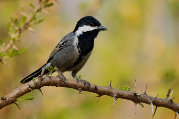 Ashy tit - Melaniparus cinerascens bird in Paridae found in Angola, Botswana, Namibia, South Africa and Zimbabwe in subtropical or tropical dry forests and savanna, Black and white and grey tit