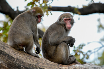 Two macaque monkeys sitting on a tree branch

