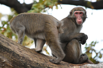 Two macaque monkeys sitting on a tree branch

