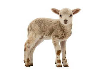 Fototapeta premium A cute, fluffy young lamb with soft wool and light brown markings stands looking directly at the camera on a solid background. background removed