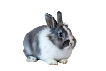 A charming, fluffy grey and white domestic rabbit sits peacefully, gazing gently. This adorable bunny features soft fur and an innocent expression. background removed