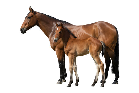 A beautiful bay mare stands protectively beside her adorable foal, both displaying rich brown coats and elegant postures. background removed