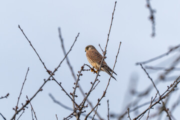 Common kestrel resting on a leafless branch, alert and watchful against a pale sky. Detailed plumage and sharp talons highlight this raptor portrait.