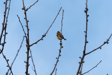 European goldfinch perched on bare branches against a clear blue sky, showing its yellow wing bar. Clean minimal composition with lots of copy space.