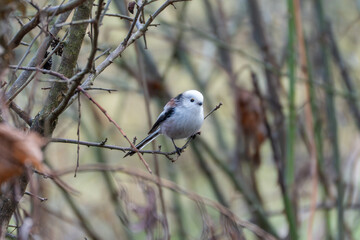 Long-tailed tit perched on a thin twig in winter shrubs, showing its white head and long tail. Soft bokeh woodland background.