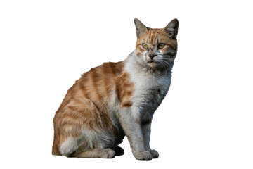 A scruffy orange and white cat with dirt on its face sits, looking attentively to the right. Its fur appears somewhat unkempt. background removed