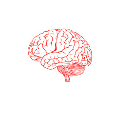 red line sketch of the human brain without background