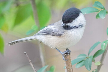 Portrait of Chickadee © Sam Arabi (4K SHOOT)
