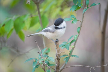 Chickadee 