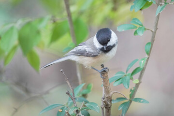 Chickadee