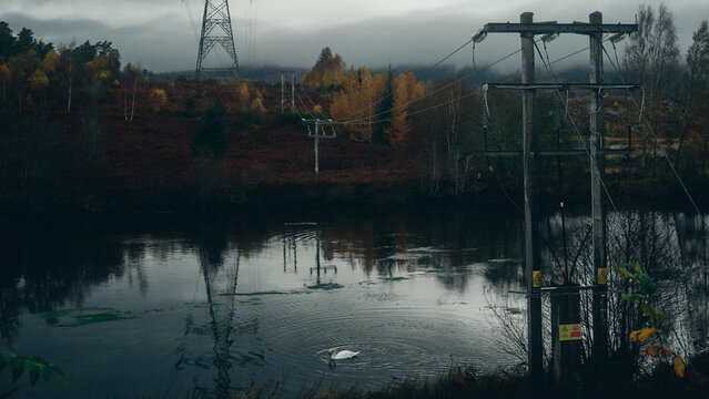 high voltage power lines over the river with a swan